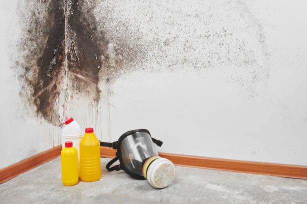 Best Commercial Mold Removal  in Crescent City, CA