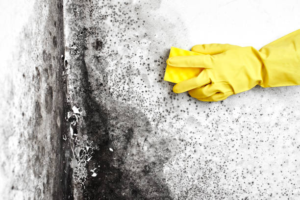  Crescent City, CA Mold Removal Pros