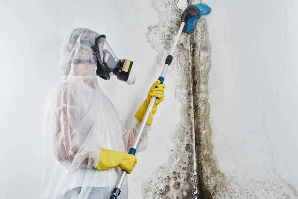 Best Mold Removal Near Me  in Crescent City, CA