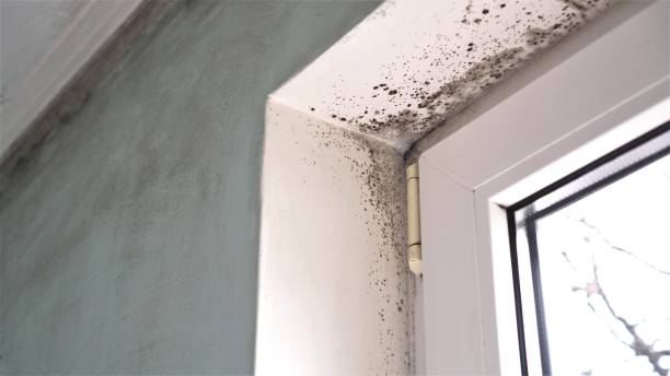 Best Mold Remediation Services  in Crescent City, CA