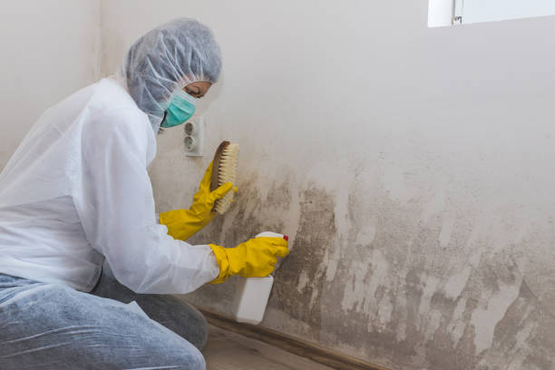 Best Best Mold Removal Companies  in Crescent City, CA