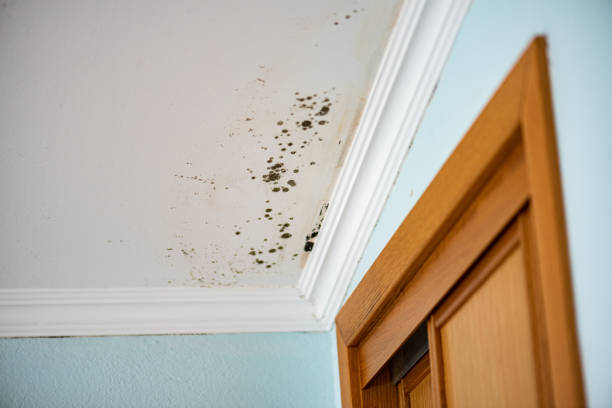 Best Mold Removal Company Near Me  in Crescent City, CA