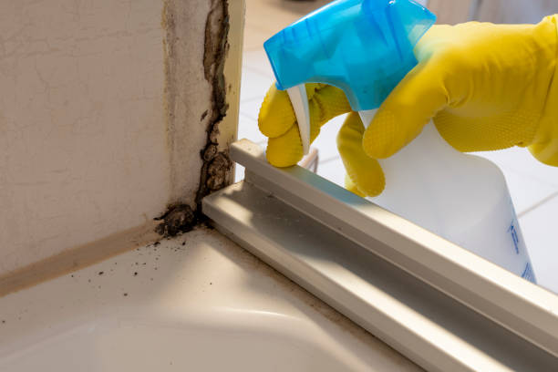 Crescent City, CA Mold Removal Company
