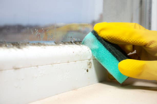 Best Crawl Space Mold Removal  in Crescent City, CA