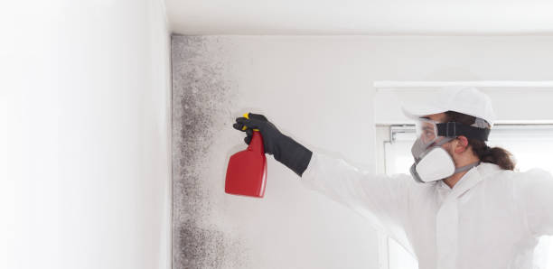 Best Fast Mold Removal  in Crescent City, CA