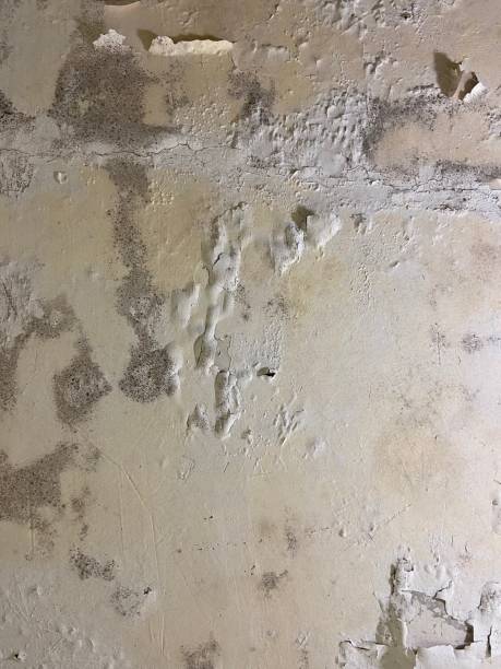 Best Mold Removal Specialists  in Crescent City, CA