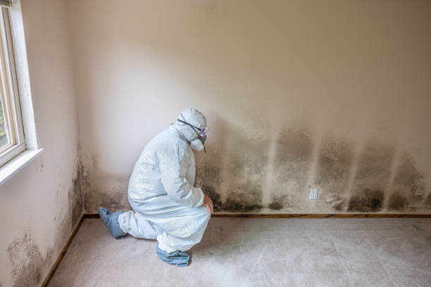 Crawl Space Mold Removal in Crescent City, CA