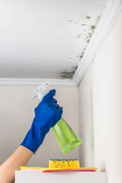 Best Affordable Mold Removal  in Crescent City, CA