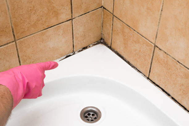 Best Toxic Mold Removal  in Crescent City, CA